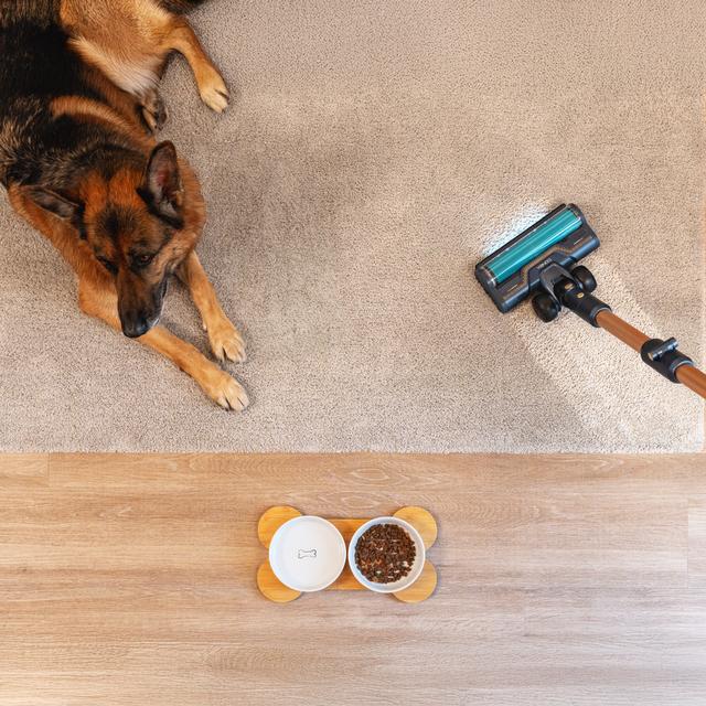Conga Rockstar RX70 AquaPet Flex Zero aspirador escoba sin cables sin bolsa con máxima potencia de succión de 300 AW y ultrapotencia de 780 W. 100 minutos de autonomía. Cepillo HairLess antienredos. Tubo flexible y kit de accesorios completo. Incluye cepillo para animales y accesorio de fregado.